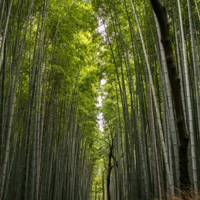 印尼侨商申蛟龙：船山精神伴我向南飞